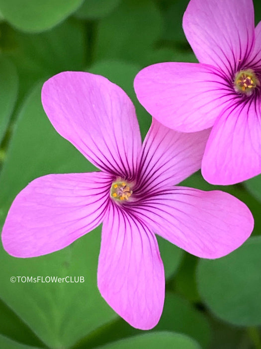 Oxalis Articulata Rubra, lucky clover, shamrock, organically grown plants for sale at TOMs FLOWer CLUB.