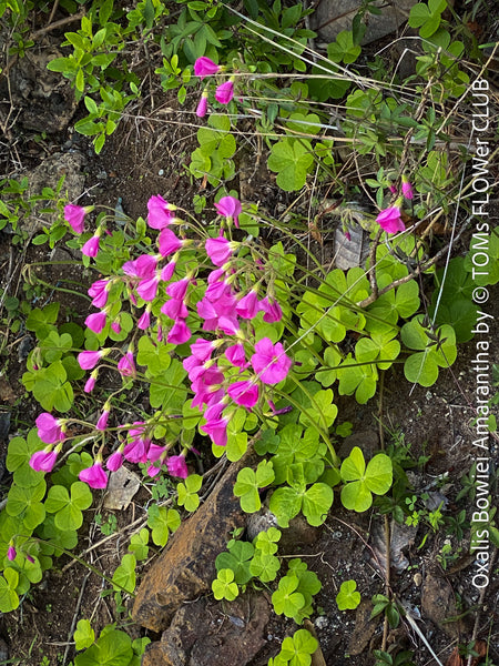 Oxalis Bowiei Amrantha, Bowie’s Wood Sorrel, lucky clover, shamrock, organically grown plants for sale at TOMs FLOWer CLUB.