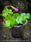Oxalis Bowiei Amrantha, Bowie’s Wood Sorrel, lucky clover, shamrock, organically grown plants for sale at TOMs FLOWer CLUB.
