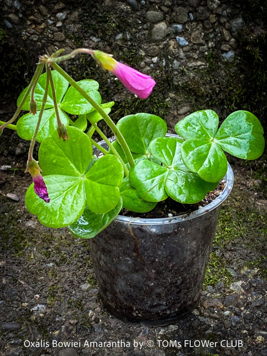 Oxalis Bowiei Amrantha, Bowie’s Wood Sorrel, lucky clover, shamrock, organically grown plants for sale at TOMs FLOWer CLUB.