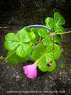 Oxalis Bowiei Amrantha, Bowie’s Wood Sorrel, lucky clover, shamrock, organically grown plants for sale at TOMs FLOWer CLUB.
