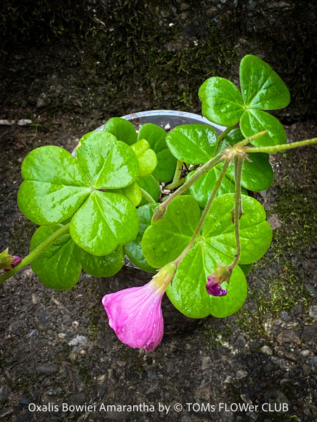 Oxalis Bowiei Amrantha, Bowie’s Wood Sorrel, lucky clover, shamrock, organically grown plants for sale at TOMs FLOWer CLUB.