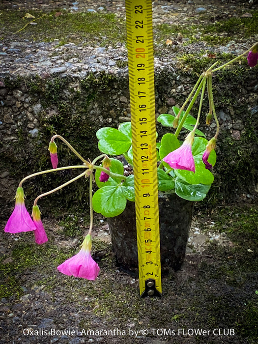 Oxalis Bowiei Amrantha, Bowie’s Wood Sorrel, lucky clover, shamrock, organically grown plants for sale at TOMs FLOWer CLUB.