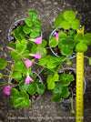 Oxalis Bowiei Amrantha, Bowie’s Wood Sorrel, lucky clover, shamrock, organically grown plants for sale at TOMs FLOWer CLUB.