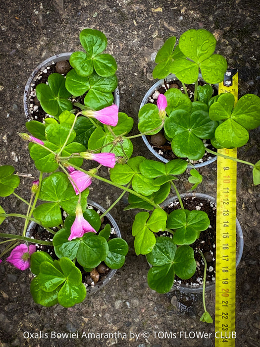 Oxalis Bowiei Amrantha, Bowie’s Wood Sorrel, lucky clover, shamrock, organically grown plants for sale at TOMs FLOWer CLUB.