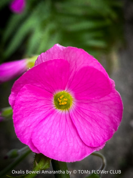 Oxalis Bowiei Amrantha, Bowie’s Wood Sorrel, lucky clover, shamrock, organically grown plants for sale at TOMs FLOWer CLUB.