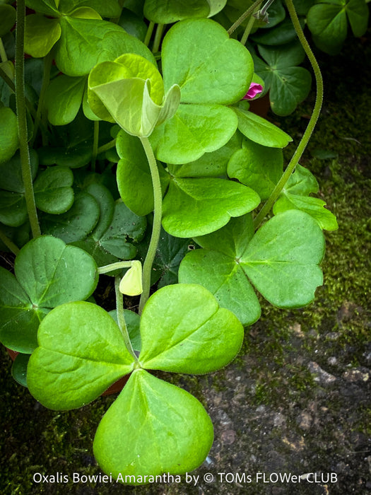 Oxalis Bowiei Amrantha, Bowie’s Wood Sorrel, lucky clover, shamrock, organically grown plants for sale at TOMs FLOWer CLUB.
