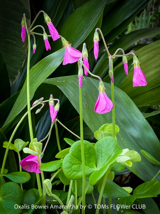 Oxalis Bowiei Amrantha, Bowie’s Wood Sorrel, lucky clover, shamrock, organically grown plants for sale at TOMs FLOWer CLUB.