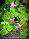 Oxalis Bowiei Amrantha, Bowie’s Wood Sorrel, lucky clover, shamrock, organically grown plants for sale at TOMs FLOWer CLUB.