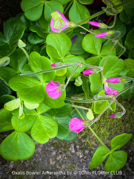 Oxalis Bowiei Amrantha, Bowie’s Wood Sorrel, lucky clover, shamrock, organically grown plants for sale at TOMs FLOWer CLUB.