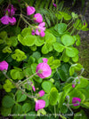 Oxalis Bowiei Amrantha, Bowie’s Wood Sorrel, lucky clover, shamrock, organically grown plants for sale at TOMs FLOWer CLUB.