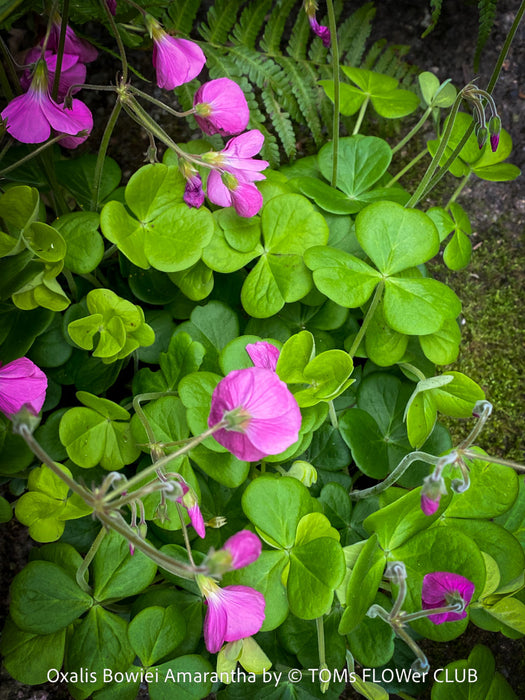 Oxalis Bowiei Amrantha, Bowie’s Wood Sorrel, lucky clover, shamrock, organically grown plants for sale at TOMs FLOWer CLUB.