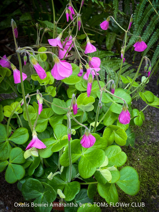 Oxalis Bowiei Amrantha, Bowie’s Wood Sorrel, lucky clover, shamrock, organically grown plants for sale at TOMs FLOWer CLUB.