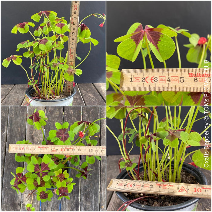 Oxalis Deppei, lucky clover, shamrock, organically grown plants for sale at TOMs FLOWer CLUB.