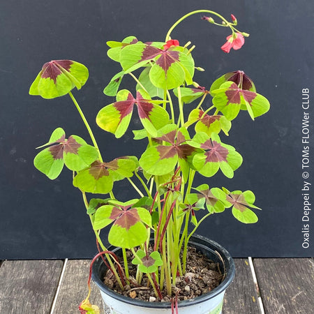 Oxalis Deppei, lucky clover, shamrock, organically grown plants for sale at TOMs FLOWer CLUB.