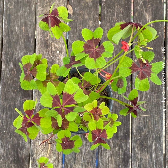 Oxalis Deppei, lucky clover, shamrock, organically grown plants for sale at TOMs FLOWer CLUB.