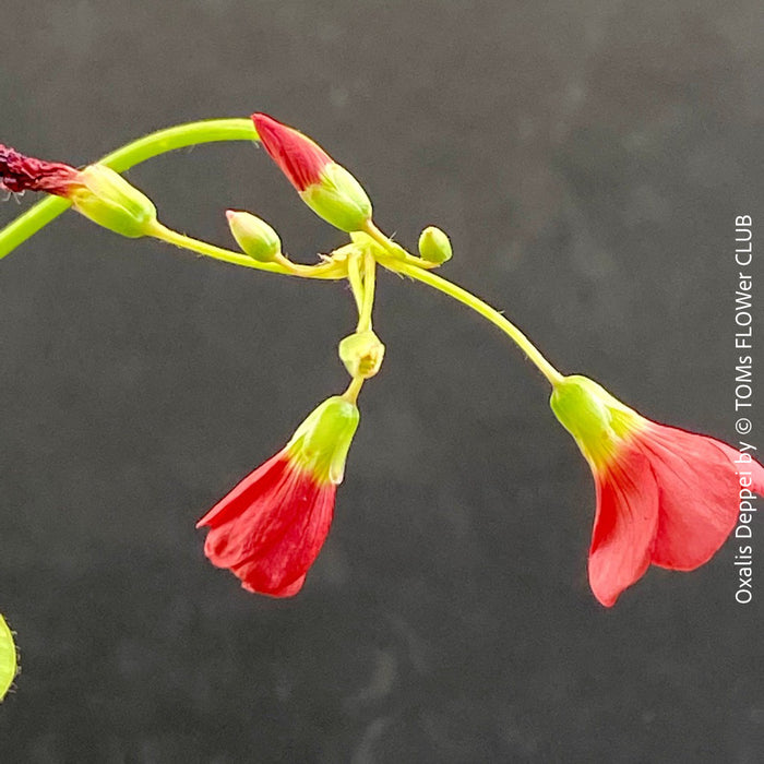 Oxalis Deppei, lucky clover, shamrock, organically grown plants for sale at TOMs FLOWer CLUB.