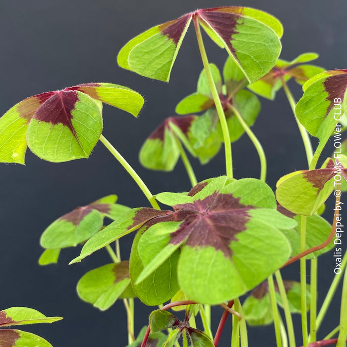 Oxalis Deppei, lucky clover, shamrock, organically grown plants for sale at TOMs FLOWer CLUB.