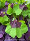 Oxalis Deppei, lucky clover, shamrock, organically grown plants for sale at TOMs FLOWer CLUB.