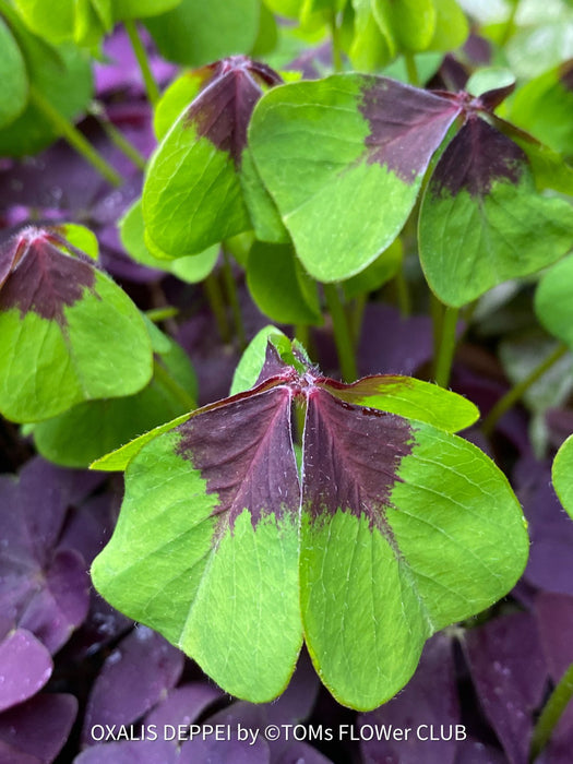 Oxalis Deppei, lucky clover, shamrock, organically grown plants for sale at TOMs FLOWer CLUB.