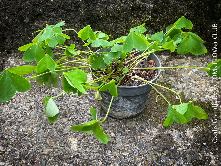 Oxalis grandis, Great Yellow Wood-Sorrel, organically grown plants for sale at TOMs FLOWer CLUB.