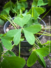 Oxalis grandis, Great Yellow Wood-Sorrel, organically grown plants for sale at TOMs FLOWer CLUB.