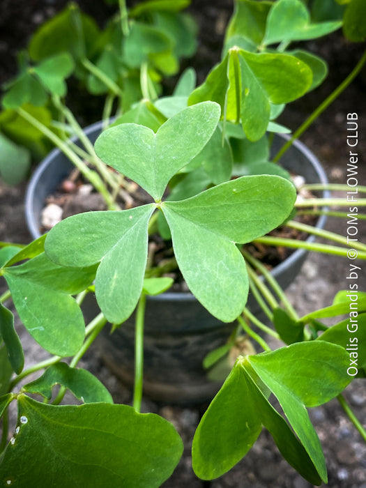 Oxalis grandis, Great Yellow Wood-Sorrel, organically grown plants for sale at TOMs FLOWer CLUB.