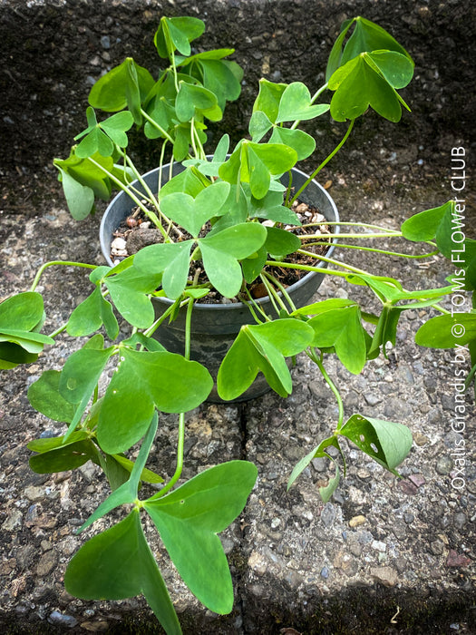 Oxalis grandis, Great Yellow Wood-Sorrel, organically grown plants for sale at TOMs FLOWer CLUB.