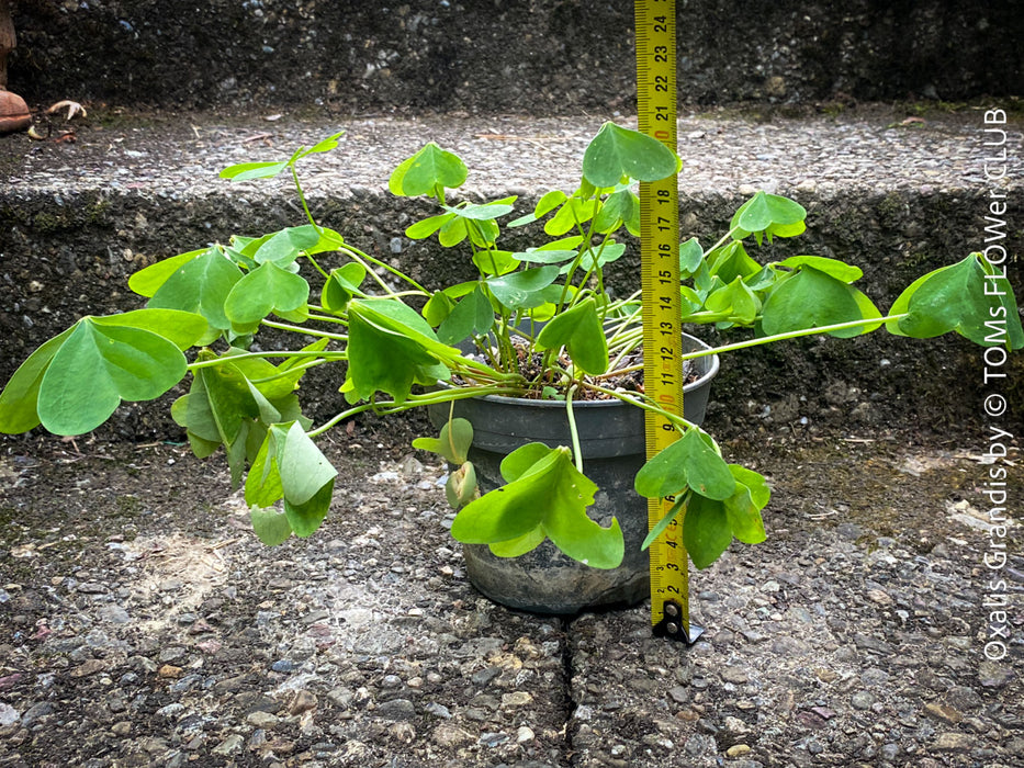 Oxalis grandis, Great Yellow Wood-Sorrel, organically grown plants for sale at TOMs FLOWer CLUB.