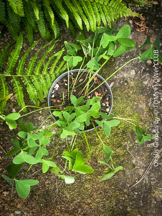 Oxalis grandis, Great Yellow Wood-Sorrel, organically grown plants for sale at TOMs FLOWer CLUB.