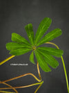 Oxalis lasiandra, organically grown plants for sale at TOMs FLOWer CLUB.