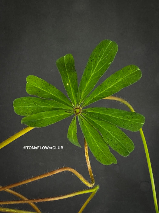 Oxalis lasiandra, organically grown plants for sale at TOMs FLOWer CLUB.