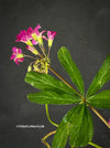 Oxalis lasiandra, organically grown plants for sale at TOMs FLOWer CLUB.