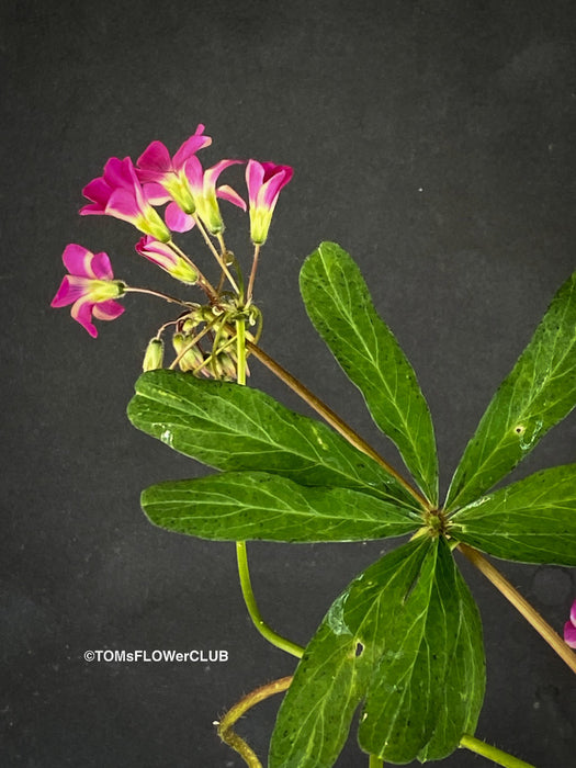 Oxalis lasiandra, organically grown plants for sale at TOMs FLOWer CLUB.