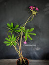 Oxalis lasiandra, organically grown plants for sale at TOMs FLOWer CLUB.