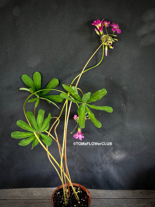 Oxalis lasiandra, organically grown plants for sale at TOMs FLOWer CLUB.