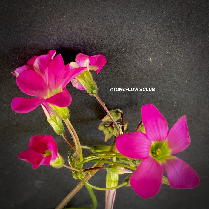 Oxalis lasiandra, organically grown plants for sale at TOMs FLOWer CLUB.