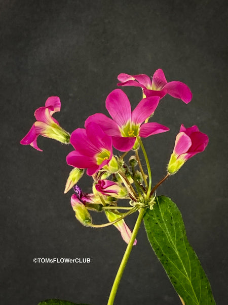 Oxalis lasiandra, organically grown plants for sale at TOMs FLOWer CLUB.