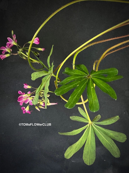 Oxalis lasiandra, organically grown plants for sale at TOMs FLOWer CLUB.