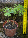 Oxalis lasiandra, organically grown plants for sale at TOMs FLOWer CLUB.