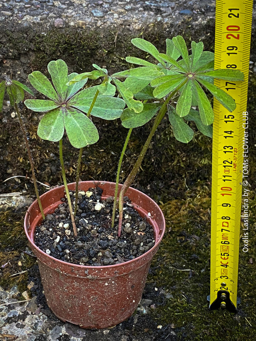 Oxalis lasiandra, organically grown plants for sale at TOMs FLOWer CLUB.