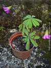 Oxalis lasiandra, organically grown plants for sale at TOMs FLOWer CLUB.