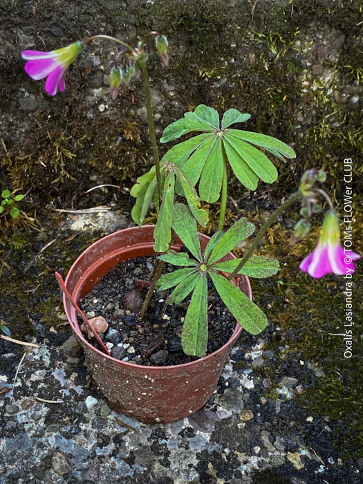 Oxalis lasiandra, organically grown plants for sale at TOMs FLOWer CLUB.