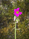 Oxalis lasiandra, organically grown plants for sale at TOMs FLOWer CLUB.