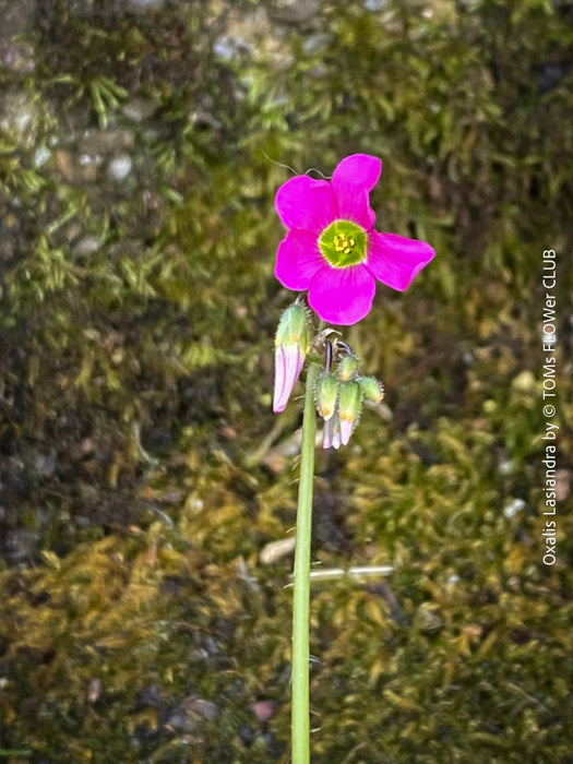 Oxalis lasiandra, organically grown plants for sale at TOMs FLOWer CLUB.