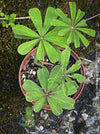 Oxalis lasiandra, organically grown plants for sale at TOMs FLOWer CLUB.