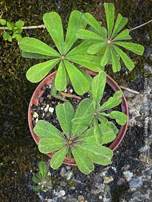 Oxalis lasiandra, organically grown plants for sale at TOMs FLOWer CLUB.