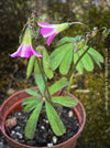 Oxalis lasiandra, organically grown plants for sale at TOMs FLOWer CLUB.