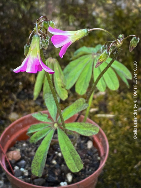 Oxalis lasiandra, organically grown plants for sale at TOMs FLOWer CLUB.