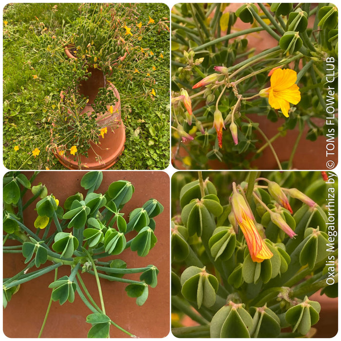 Oxalis megalorrhiza, lucky clover, shamrock, organically grown plants for sale at TOMs FLOWer CLUB.